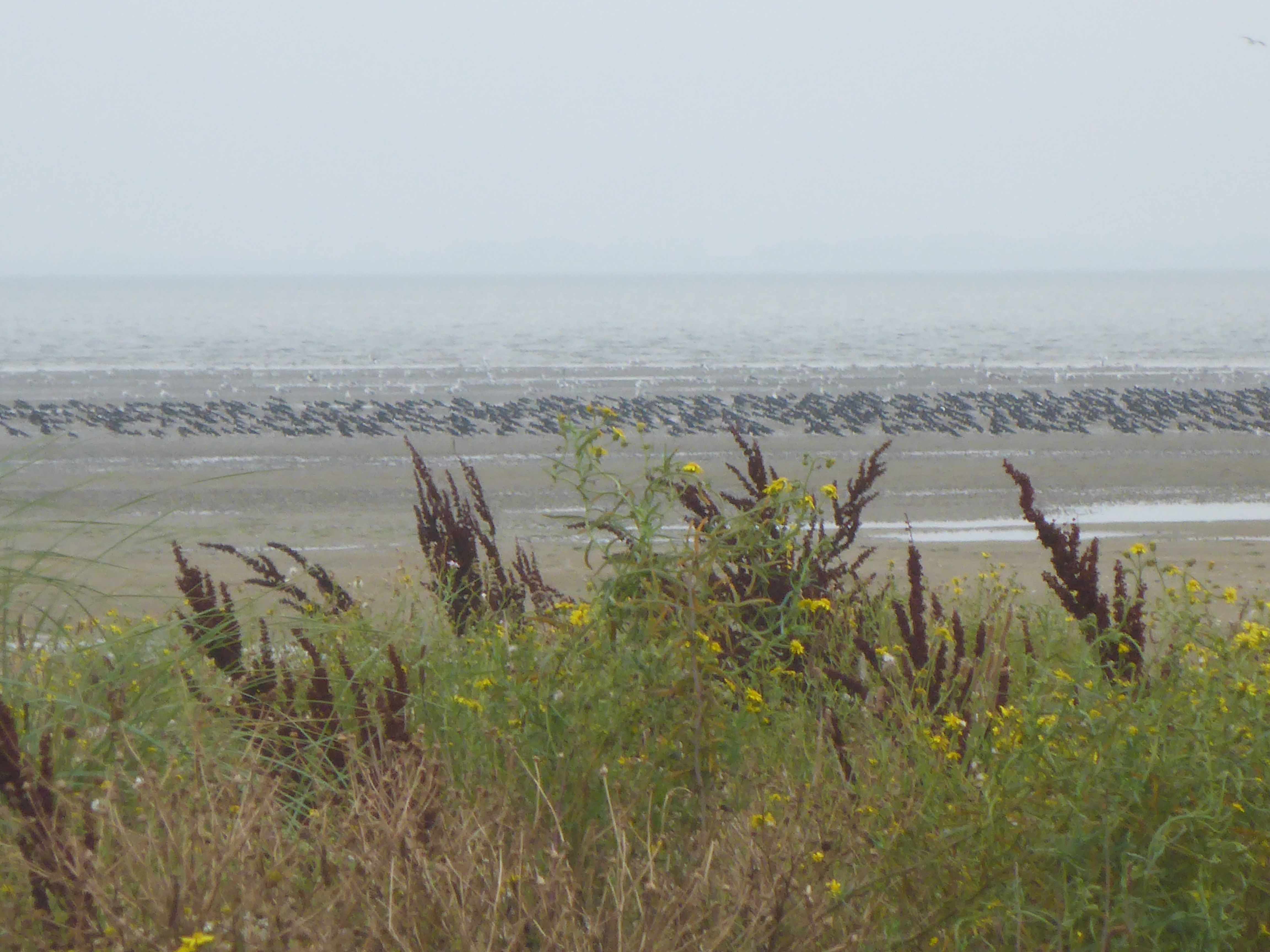 Blick von der Ostspitze Langeoog auf eine Vogelkolonie im Watt vor Langeoog.